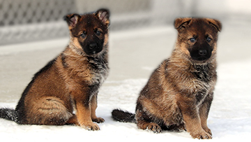 Two German shepherd puppies.