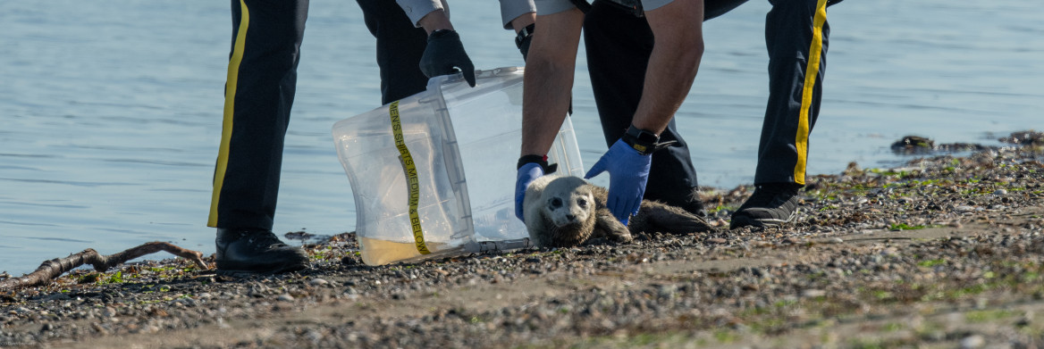 An RCMP officer lifts a baby seal into a plastic tote that another RCMP officer is holding. 